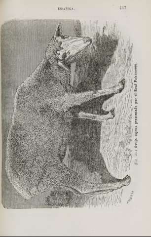 447