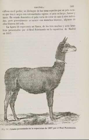 509