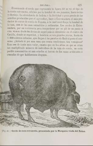 523