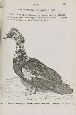 601