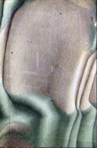 Guarda
