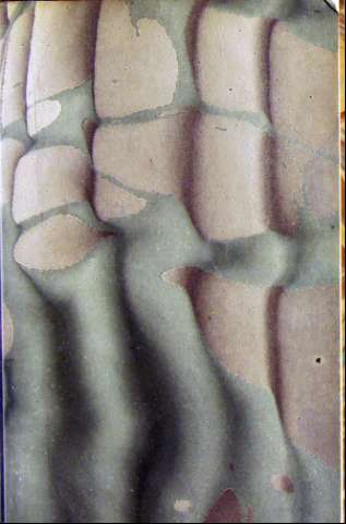 Guarda