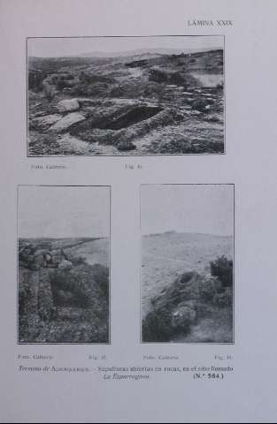 XXIX